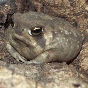 Meet your Posher, Beck